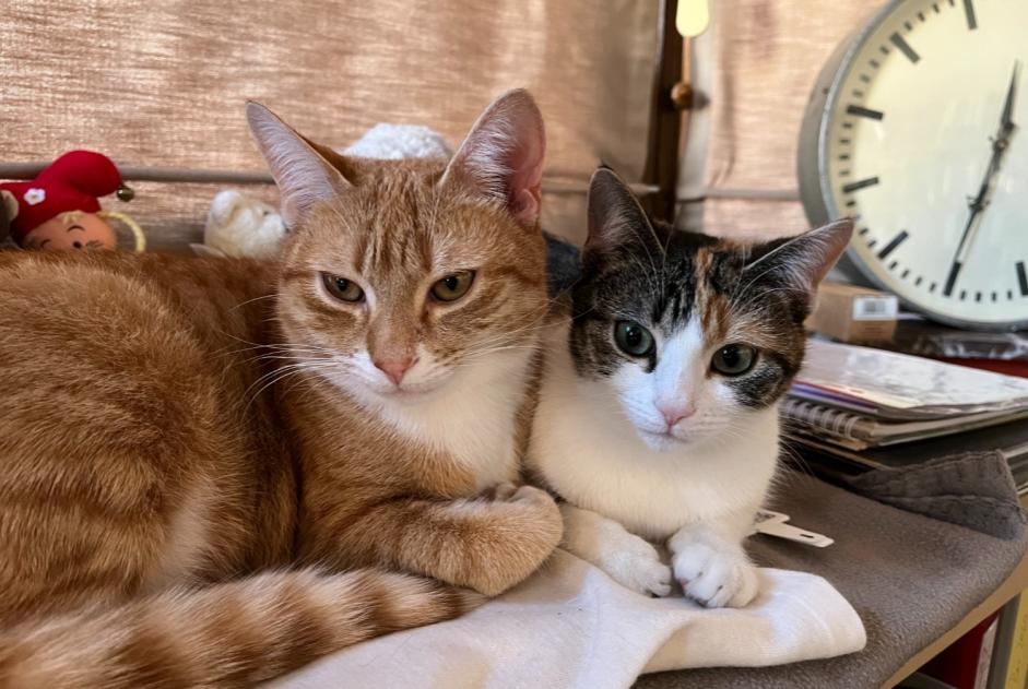Vermisstmeldung Katze rassenmischung  Männliche , 1 jahre Namur Belgien