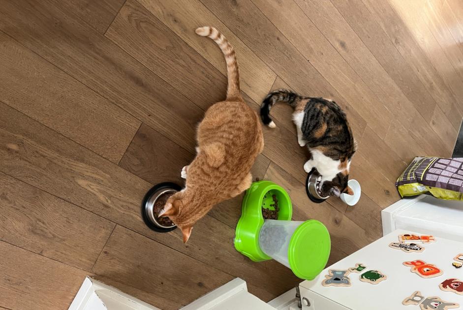 Vermisstmeldung Katze rassenmischung  Männliche , 1 jahre Namur Belgien