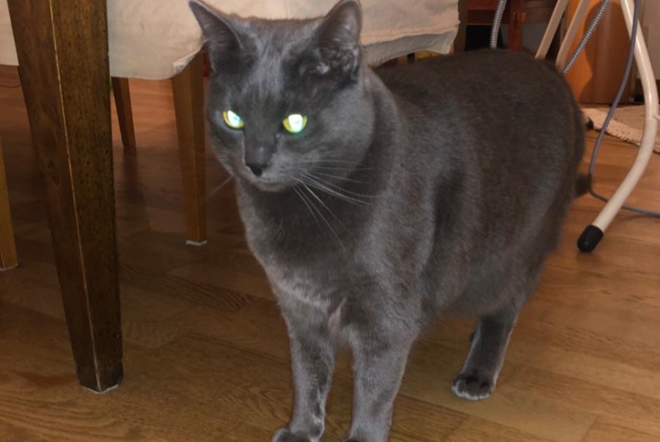 Vermisstmeldung Katze  Weiblich , 5 jahre Auderghem Belgien
