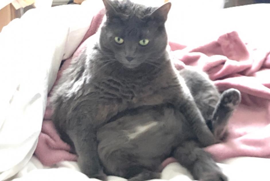 Vermisstmeldung Katze  Weiblich , 5 jahre Auderghem Belgien