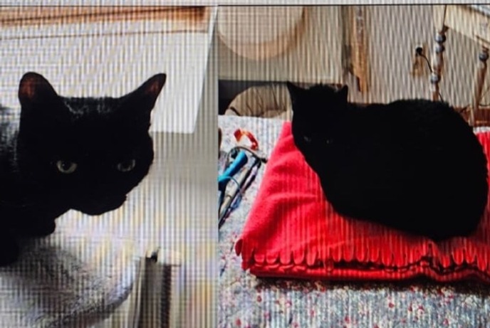 Vermisstmeldung Katze Männliche , 6 jahre Woluwe-Saint-Pierre Belgien
