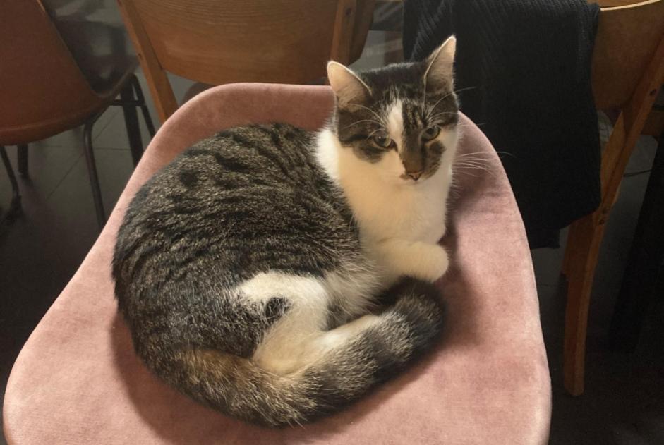 Vermisstmeldung Katze  Männliche , 4 jahre Mechelen Belgien