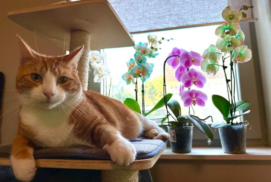 Vermisstmeldung Katze  Männliche , 4 jahre Zemst Belgien