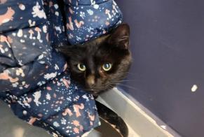 Fundmeldung Katze Unbekannt Charleroi Belgien