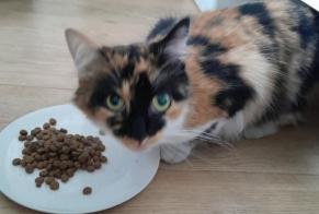 Fundmeldung Katze Weiblich Liège Belgien