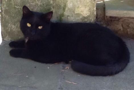 Disappearance alert Cat européen  Male , 10 years Wavre Belgium