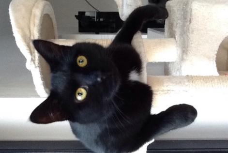 Disappearance alert Cat européen  Male , 10 years Wavre Belgium