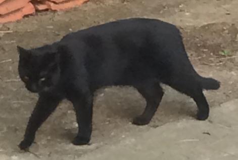 Disappearance alert Cat européen  Male , 10 years Wavre Belgium