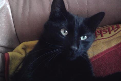 Disappearance alert Cat Type européen Male , 13 years Herstal Belgium