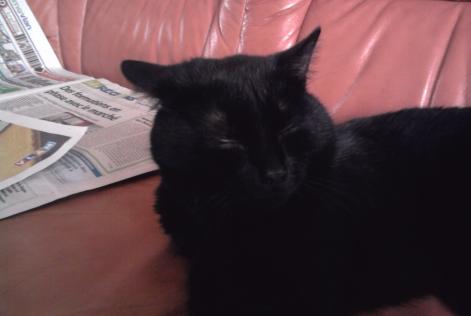 Disappearance alert Cat Type européen Male , 13 years Herstal Belgium