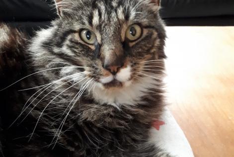 Disappearance alert Cat  Male , 15 years La Grange des Champs Belgium