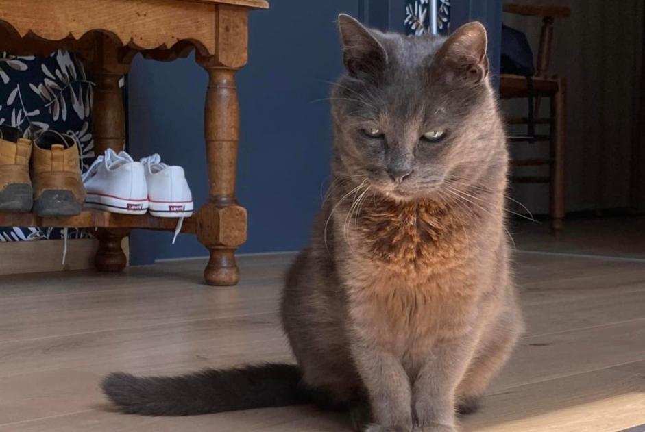 Disappearance alert Cat miscegenation  Male , 12 years Quévy Belgium