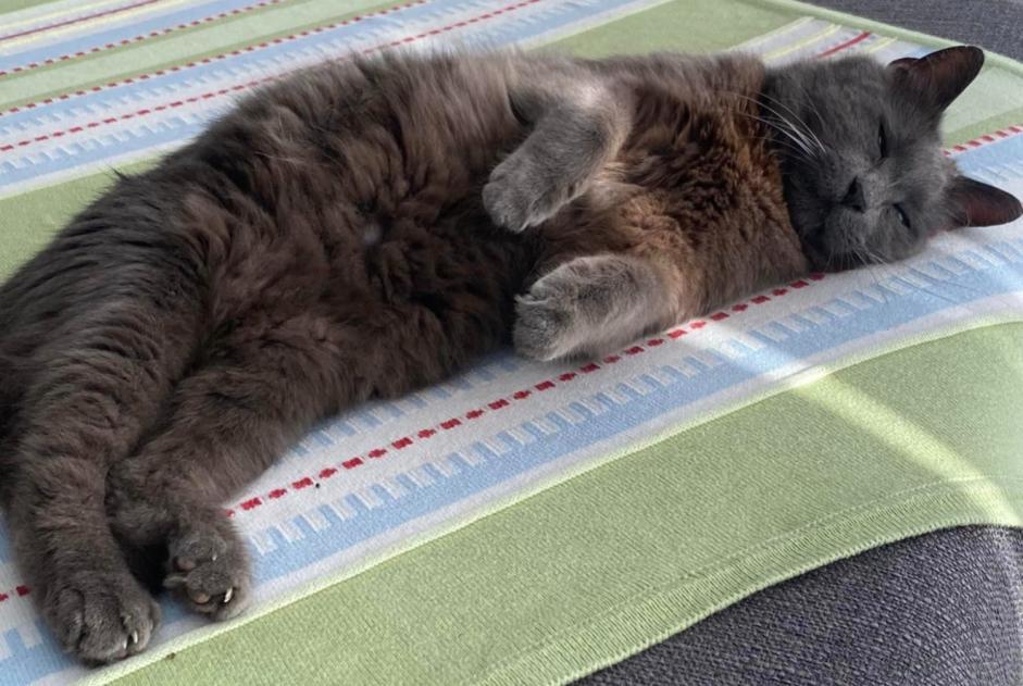 Disappearance alert Cat miscegenation  Male , 12 years Quévy Belgium