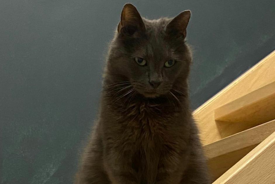 Disappearance alert Cat miscegenation  Male , 12 years Quévy Belgium