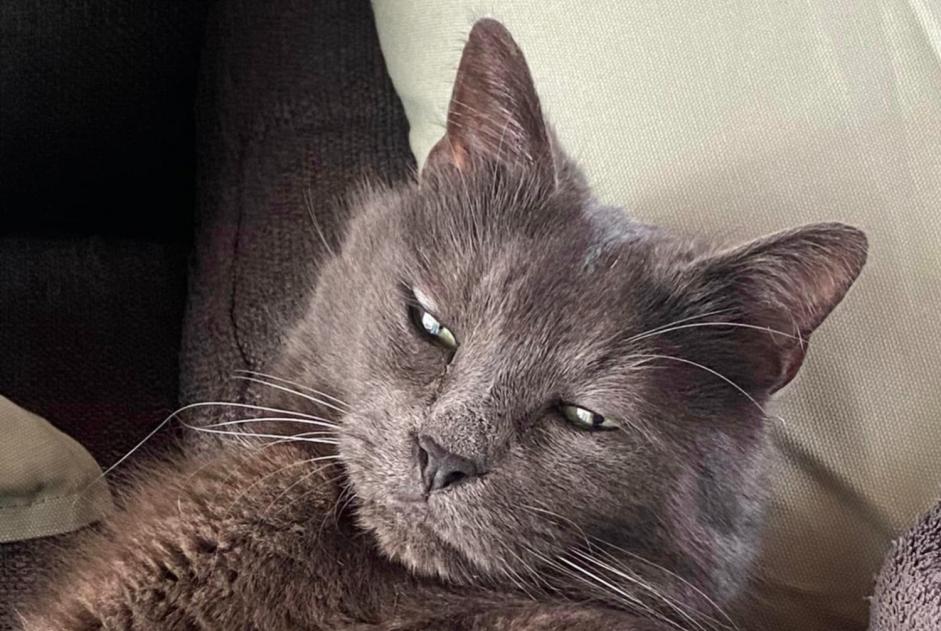 Disappearance alert Cat miscegenation  Male , 12 years Quévy Belgium