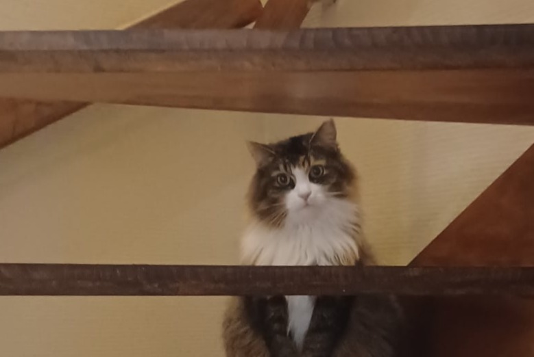 Disappearance alert Cat miscegenation  Female , 9 years Ans Belgium