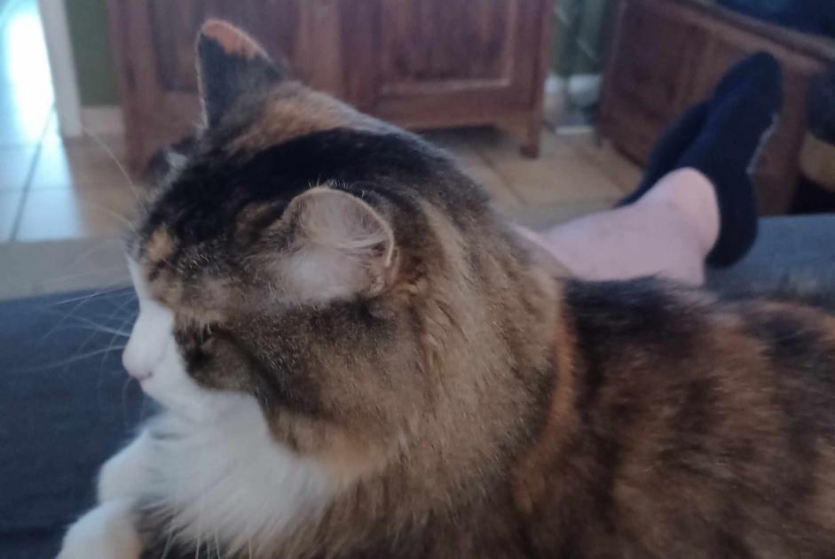 Disappearance alert Cat miscegenation  Female , 9 years Ans Belgium