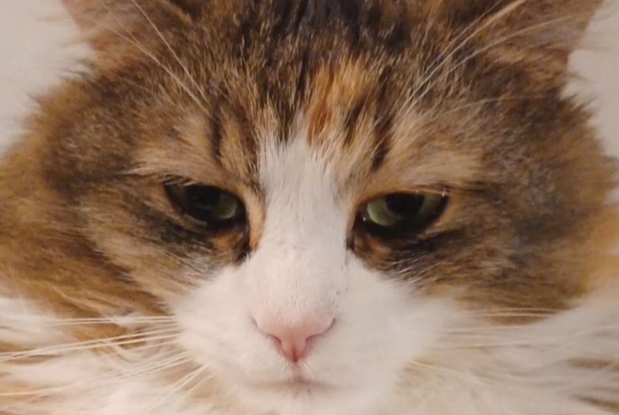 Disappearance alert Cat miscegenation  Female , 9 years Ans Belgium