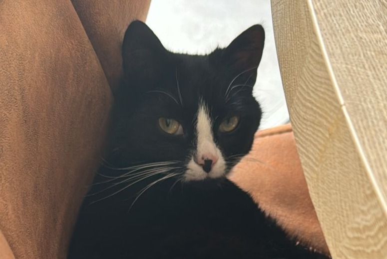 Disappearance alert Cat miscegenation  Male , 2 years Edingen Belgium
