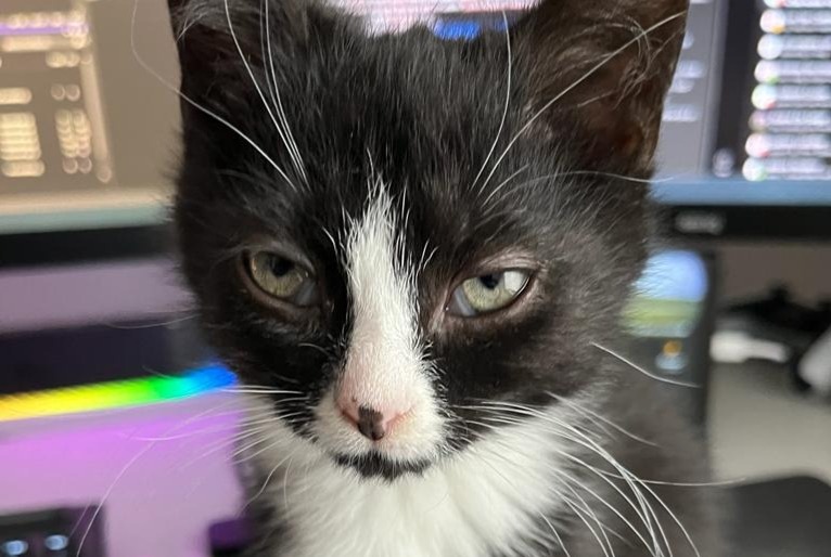 Disappearance alert Cat miscegenation  Male , 2 years Edingen Belgium