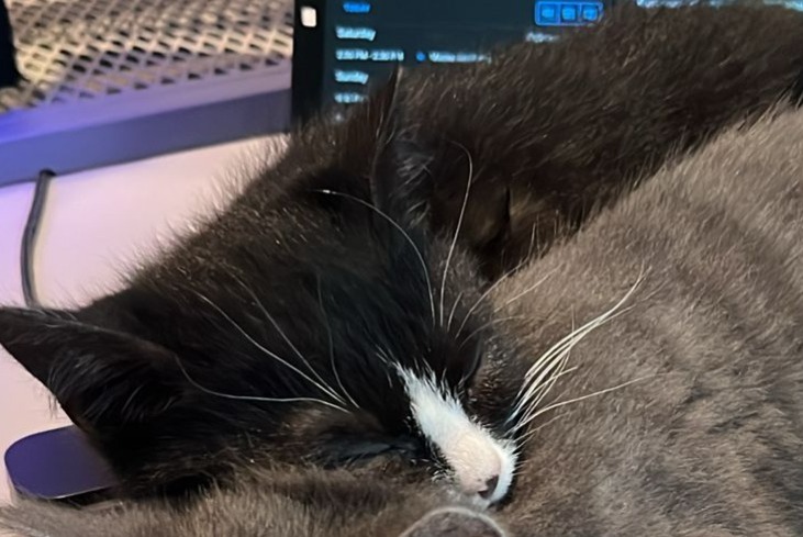 Disappearance alert Cat miscegenation  Male , 2 years Edingen Belgium