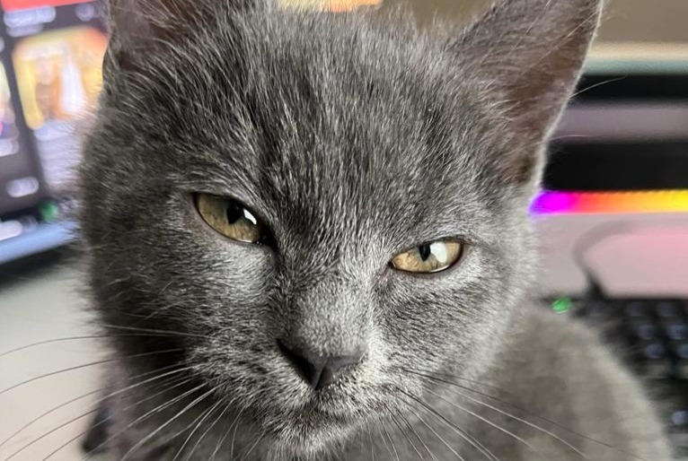 Disappearance alert Cat miscegenation  Female , 2 years Edingen Belgium