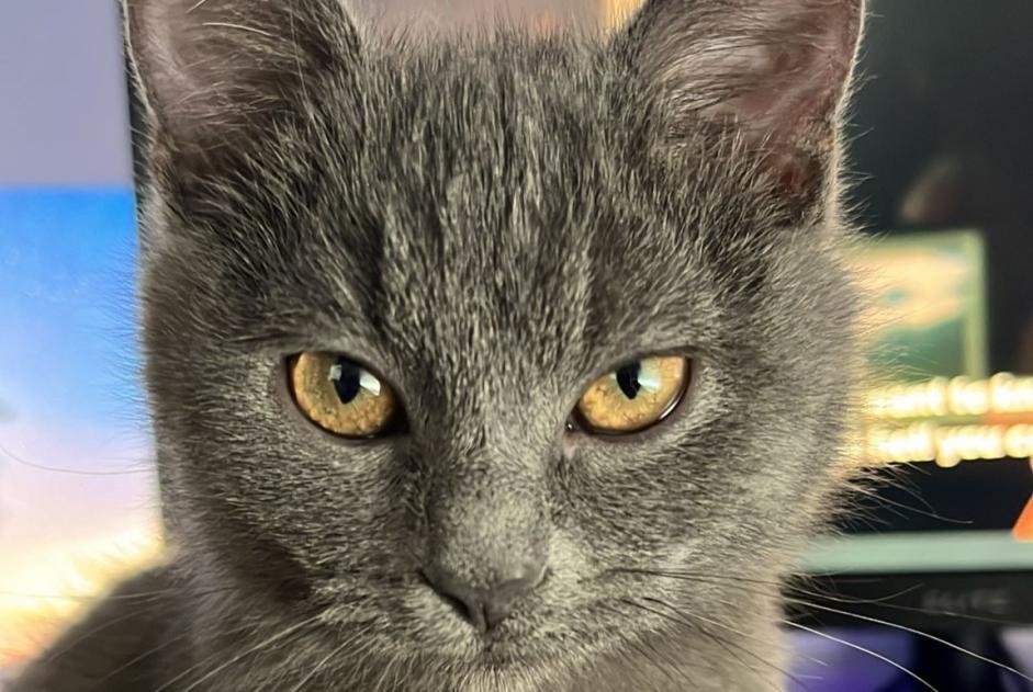 Disappearance alert Cat miscegenation  Female , 2 years Edingen Belgium