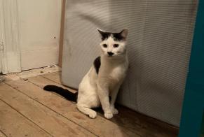 Discovery alert Cat miscegenation  Unknown , 1 year Saint-Gilles Belgium