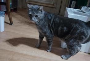 Disappearance alert Cat miscegenation  Male , 2025 years Liège Belgium