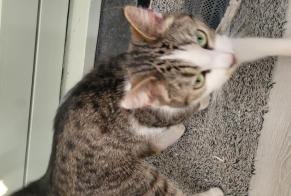 Discovery alert Cat miscegenation  Female Antoing Belgium