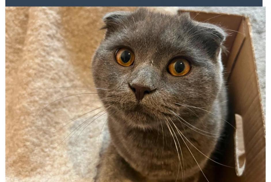 Disappearance alert Cat  Male , 3 years Hoeilaart Belgium