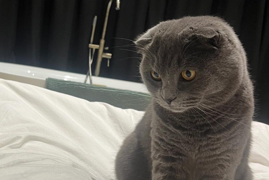 Disappearance alert Cat  Male , 3 years Hoeilaart Belgium