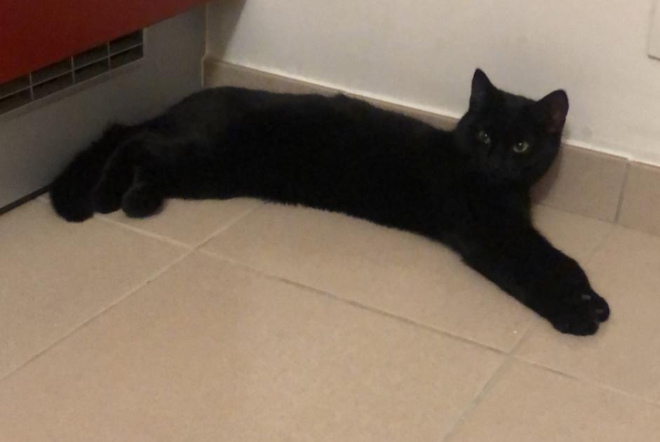 Disappearance alert Cat Female , 1 years Woluwe-St.-Lambert Belgium