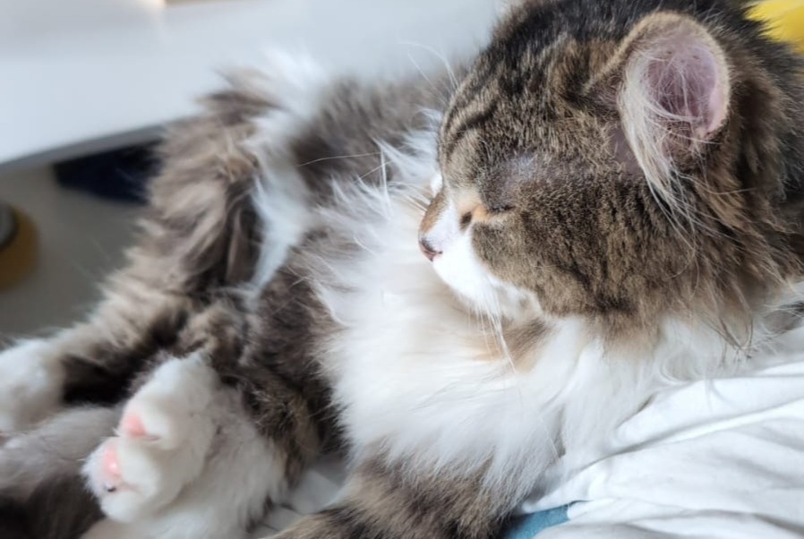 Disappearance alert Cat Female , 1 years Vilvoorde Belgium