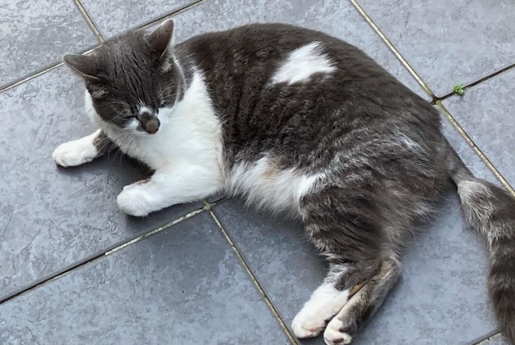 Disappearance alert Cat Female , 3 years Halle Belgium