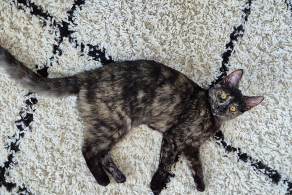 Disappearance alert Cat miscegenation  Female , 1 years Braine-le-Comte Belgium
