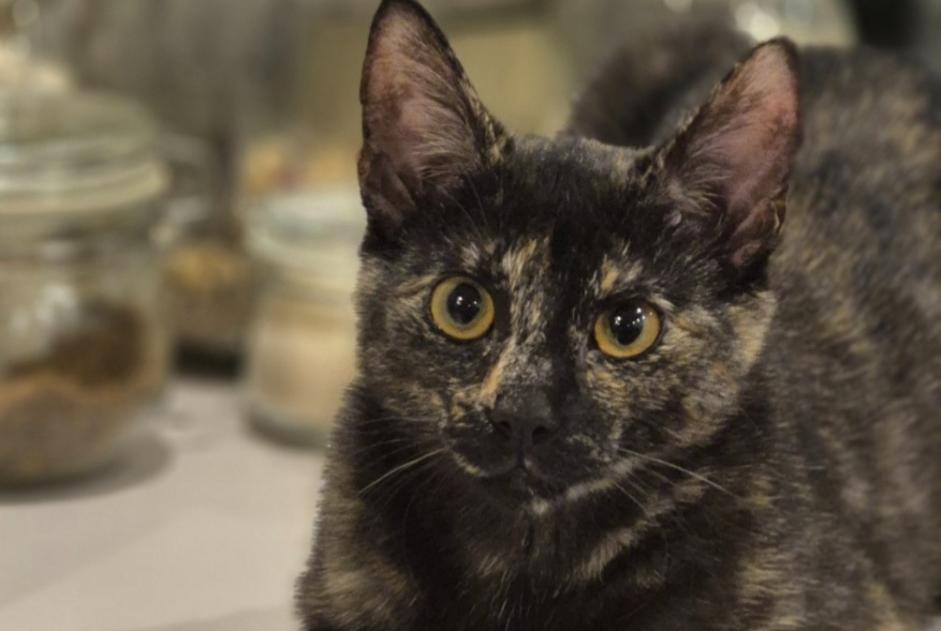 Disappearance alert Cat miscegenation  Female , 1 years Braine-le-Comte Belgium