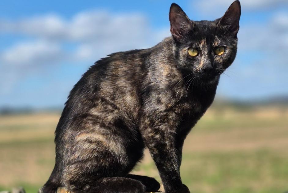 Disappearance alert Cat miscegenation  Female , 1 years Braine-le-Comte Belgium