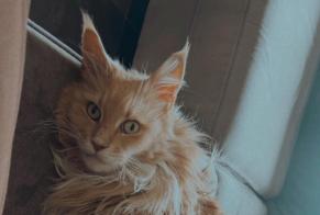 Disappearance alert Cat  Male , 6 years Ans Belgium