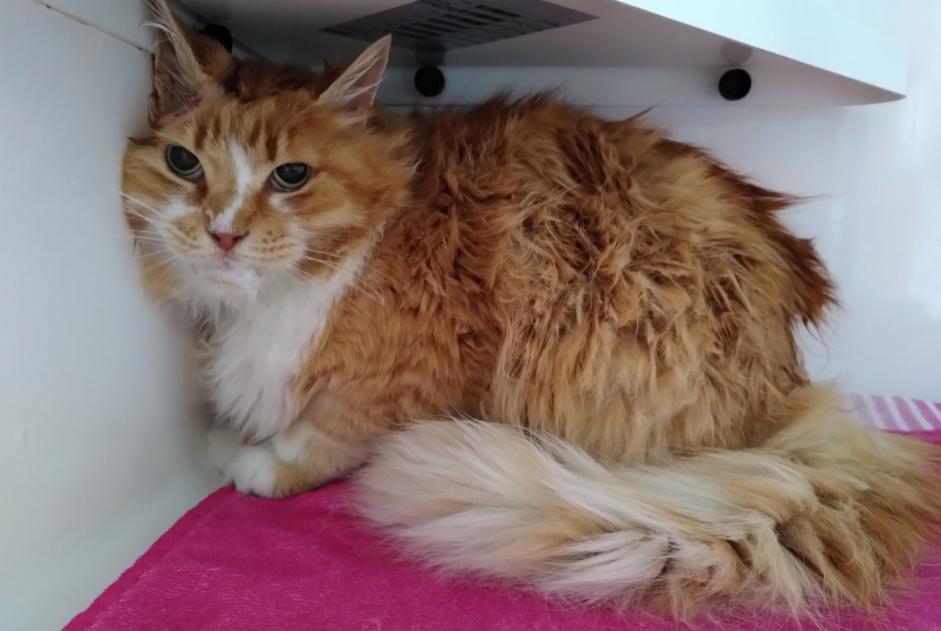 Discovery alert Cat miscegenation  Male Anderlecht Belgium