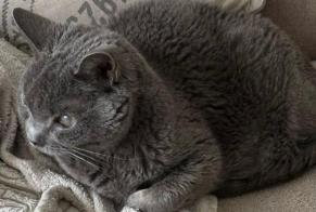 Disappearance alert Cat  Male , 15 years Bernissart Belgium