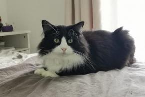 Disappearance alert Cat miscegenation  Male , 5 years Mons Belgium