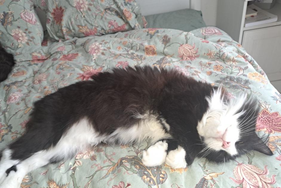 Disappearance alert Cat miscegenation  Male , 5 years Mons Belgium