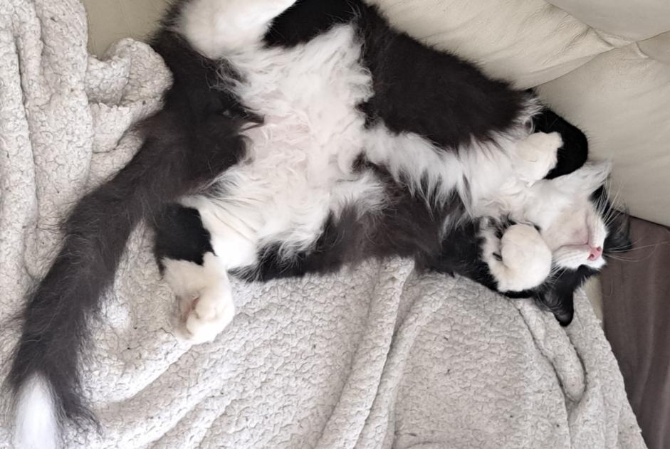 Disappearance alert Cat miscegenation  Male , 5 years Mons Belgium