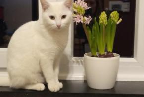 Disappearance alert Cat Female , 3 years Manage Belgium