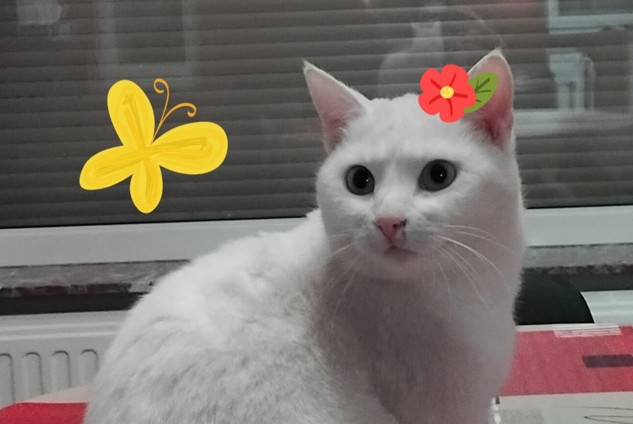 Disappearance alert Cat Female , 3 years Manage Belgium
