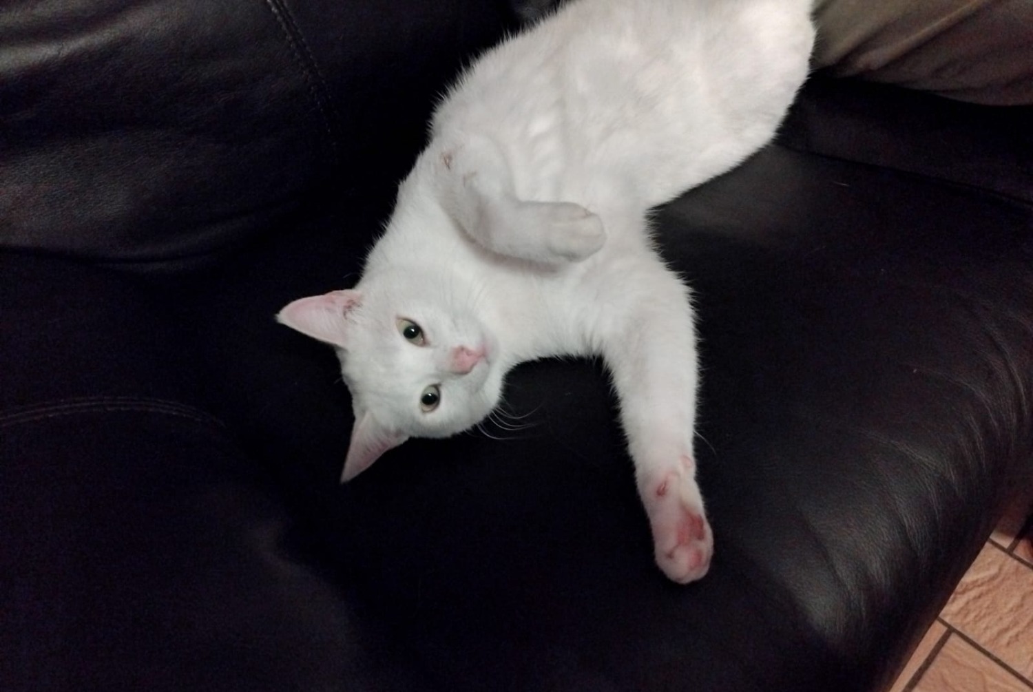 Disappearance alert Cat Female , 3 years Manage Belgium