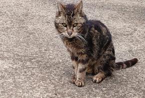 Discovery alert Cat Female , Between 7 and 9 months La Louvière Belgium