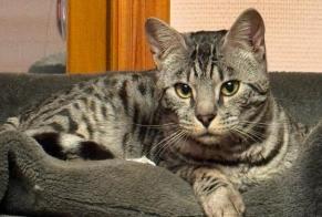 Disappearance alert Cat  Male , 2 years Braine-le-Comte Belgium