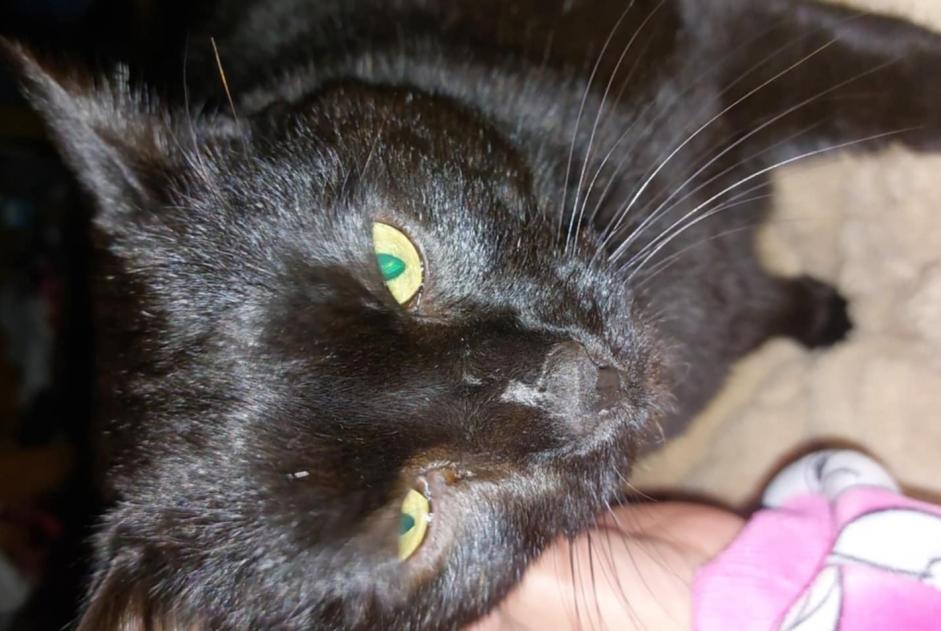 Disappearance alert Cat Male , 3 years Sprimont Belgium
